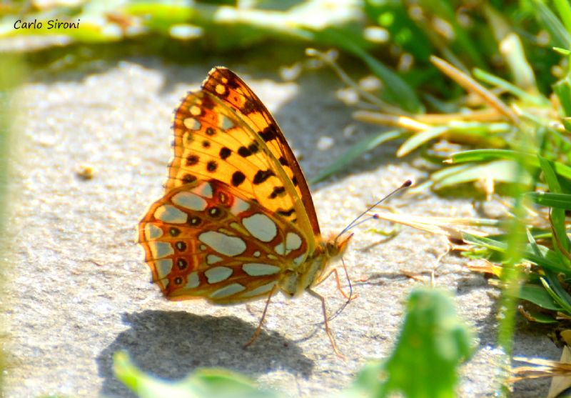 farfalla - Issoria lathonia